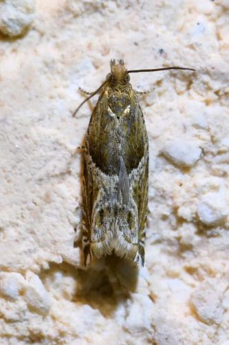 Ancylis comptana